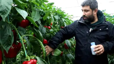 Serikli Biber Üreticisi Kimyasal İlacı Bıraktı! Böcekle Mücadele Maliyeti Düşürdü