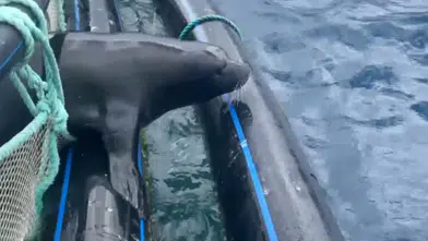 Antalya'da Nesli Tükenme Tehlikesi Olan Akdeniz Foku Kurtarıldı