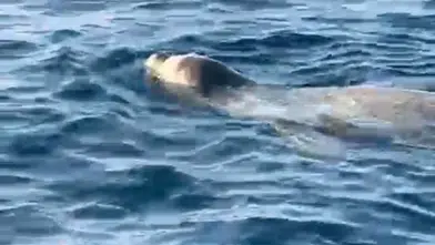 Alanya'da Tekneyle Açılan Amatör Balıkçıların Karşısına Fok Çıktı