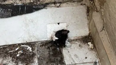 Manavgat'ta Sıkışan Yavru Kedi İçin İtfaiyeden Santim Santim Operasyon