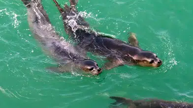 Akdeniz Fokları Alanya Mağaralarına Sığındı