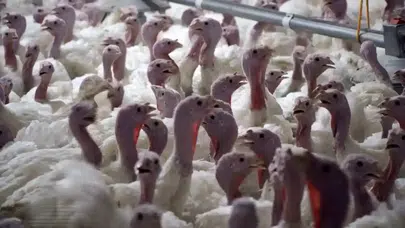 Antalya'da Yılbaşı Hindisi Fiyatları Belli Oldu