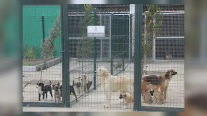 Serik’te Hayvan Barınağı Yapımı İçin İhaleye Çıkılıyor