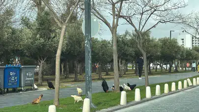 Bunlar da Antalya'nın Gezen Tavukları!