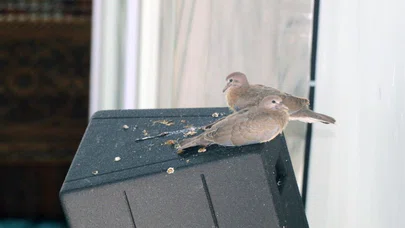Camii Minberinde Kumru ve Yavruları