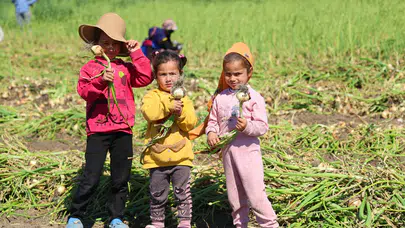 Kalem Değil Çapa Tutuyorlar! Mevsimlik İşçi Çocukları Okul Yerine Hasatta