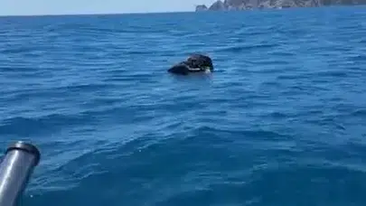 Alanya Kalesi Açıklarında Şaşırtan Manzara: Denizde Ölü Keçi Bulundu