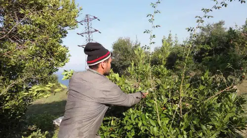 Odun Dışı Orman Ürünlerinden 12 Milyar TL’lik Katkı