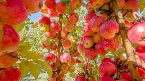 Amasya Elması Hasadı Ne Zaman Başlayacak?
