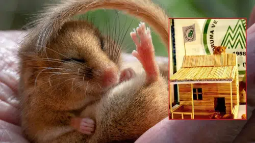 O Paylaşımla Gündeme Geldi! Yediuyur Nedir? Türkiye’de Nerede Yaşar?