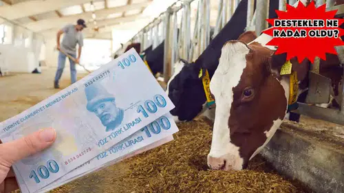 Hayvancılığa Tarihi Destek! İşte 2025’in Yeni Ödeme Kalemleri
