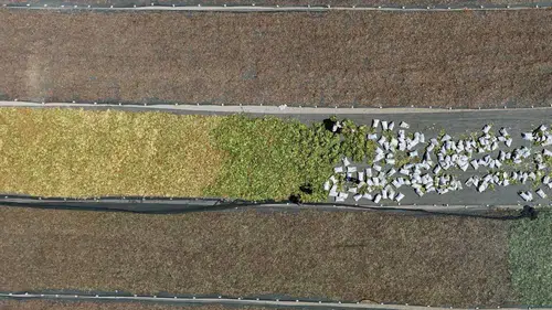 Hatay’da Tütün Mesaisi Tarlaları Renk Cümbüşüne Çevirdi