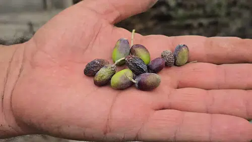 Hatay’da Kuraklık Meşhur Halhalı Zeytinini Vurdu! Rekolte Yüzde 75 Düştü