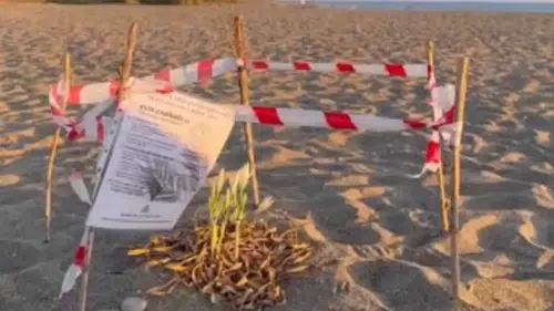 Kum Zambağı İçin Gazipaşa’da Özel Önlem Alındı!