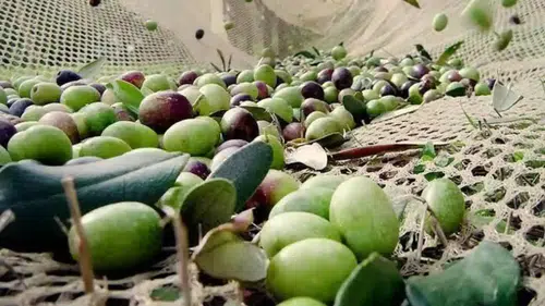 ATB’den Zeytin Uyarısı! Bu Belirtiler Varsa Verim Kaybı Kapıda