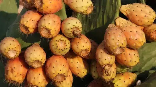 Akdeniz’in Yeşil Altını Dikenli İncir Coğrafi Tescille Yükselecek