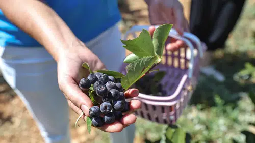 Korkuteli’nde Aronya ve Böğürtlen Hasadı Yüzleri Güldürdü