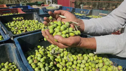Hatay’da Zeytin Hasadı Başladı! Çiftçi Rekolteden Memnun