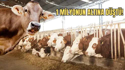 Türkiye’de Yerli Sığır Krizi: 33 Yılda Yüzde 85 Eridi!