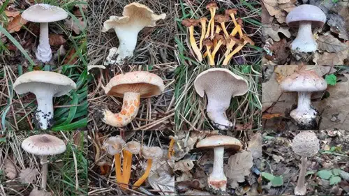 Antalya'da İlçe İlçe Mantar Rehberi: Nerede, Ne Zaman, Hangi Tür Çıkıyor?