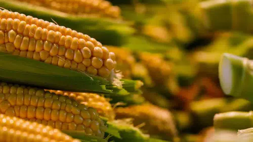 İthalat Kararı Sonrası Mısır Piyasası Sallandı! Fiyatlar Sert Düştü