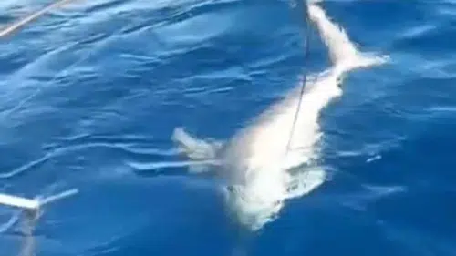 Hatay'da Oltaya Takılan Köpek Balığı Paniği Böyle Görüntülendi!