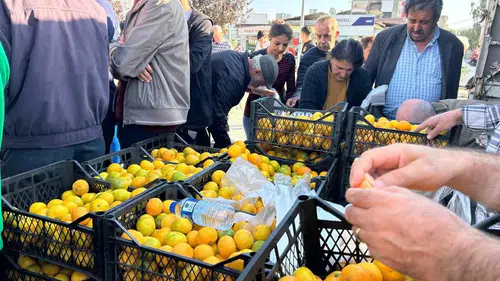 Hatay’da Mandalina Fiyatları Dibe Vurdu! Tonlarcası Ücretsiz Dağıtıldı