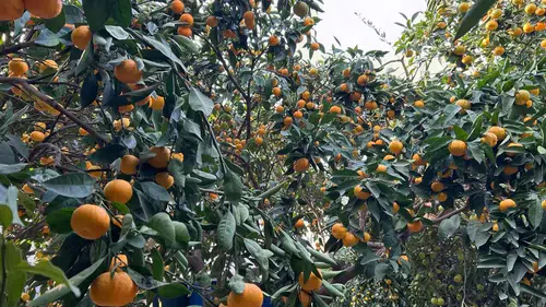 Hatay’da Kabusa Dönen Mandalina Krizi İçin Acil Eylem Planı!
