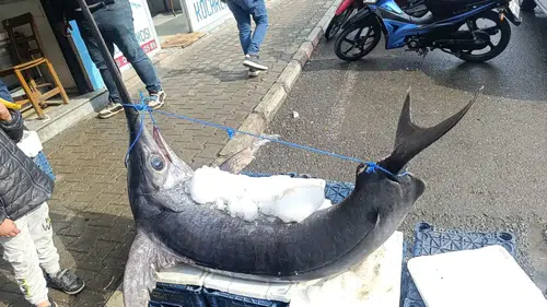 Üç Metrelik Dev Kılıç Balığı Hatay’da Görücüye Çıktı!