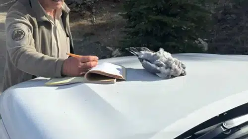 Burdur’da Yaban Hayatına Büyük Darbe! Kaçak Avcılara Suçüstü