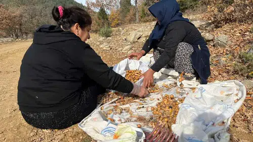 Torosların Şifalı Hazinesi: Beşbıyık Meyvesi Dağlardan Pazara İniyor!