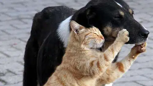 Sokak Hayvanlarına Besleme Yasağı Gündemde! İstanbul Barosu Valilik Kararını Yargıya Taşıdı