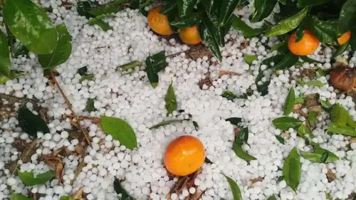 Adana’da 20 Dakikalık Kabus: Dolu Yağışı Üreticiyi Vurdu!