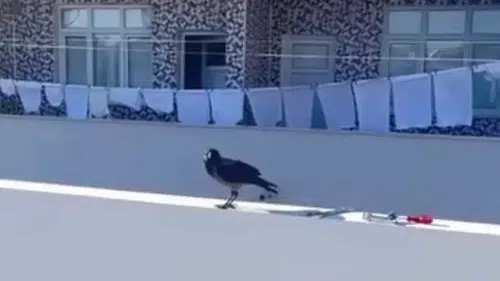 Adana’da Çorap Çalan Karga Mahallenin Yeni Fenomeni Oldu!