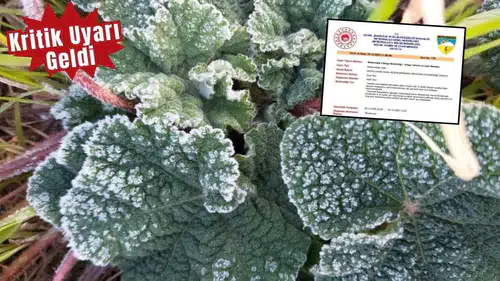 Antalya’da Zirai Don Alarmı: Üreticiler Dikkat!