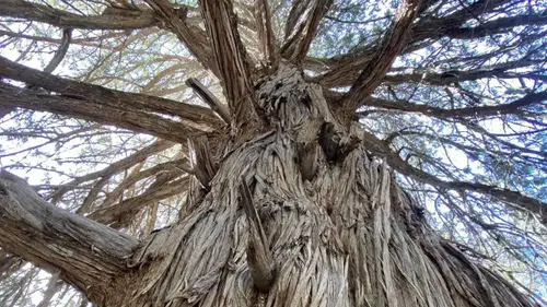 Antalya Orman Bölge’den Şah Ardıç Paylaşımı