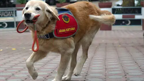 JAK Köpeğinden Hayata Dokunan Görev
