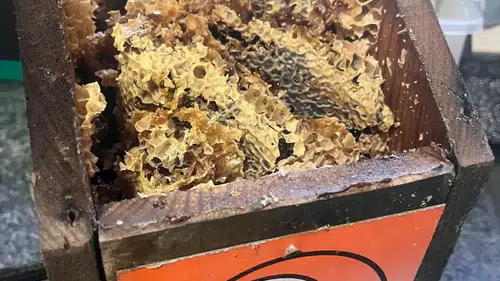 Kuşlar İçin Asıldı, Arıların Yuvası Oldu: Antalya Ormanlarında Şaşırtan Görüntü