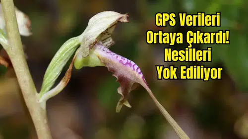 Antalya’da Orkideler Tehlikede: Bir Yılda Haritadan Silindiler!
