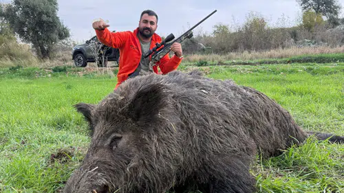Antalya Serik'te 22 Yaban Domuzu Vuruldu