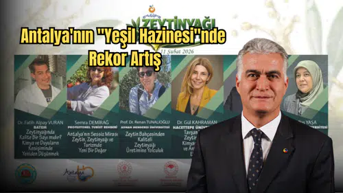 Antalya’nın Zeytinlik Alanında 20 Yıllık Büyük Artış