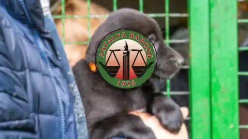 Kumluca Barınağındaki Şiddete Karşı Antalya Barosu’ndan Sert Tepki