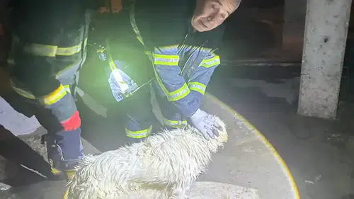 Isparta’da Asansör Boşluğuna Düşen Köpek Kurtarıldı