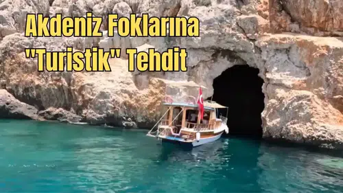 Nesli Tükenmekte Olan Akdeniz Foklarına "Utanç Verici" Tur