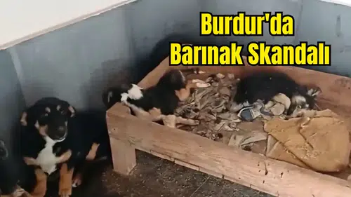Bucak Belediyesi Barınağında Yavru Köpekler Öldü!