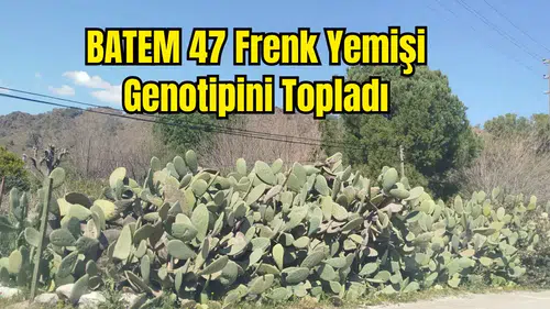 Batı Akdeniz'de Frenk Yemişi Mercek Altında