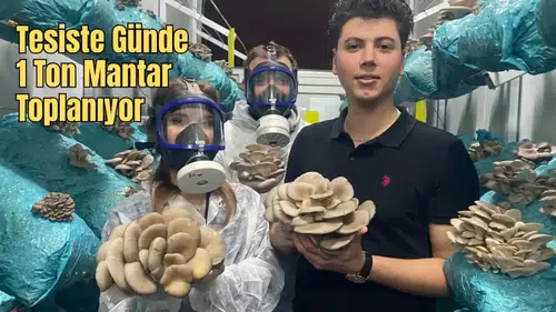 Antalya'da Avukat Girişimci Mantara Yaptığı Yatırımla Gelirini Arttırıyor