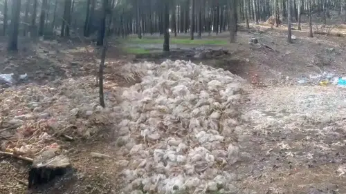 Mersin’de Korkutan Manzara! Ormanlık Alana Yüzlerce Ölü Tavuk Atıldı