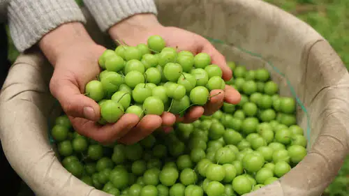 Hatay’ın Yeşil Altını Avrupa Yolunda: Turfanda Can Eriği Hasadı Başladı!