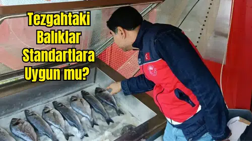 Alanya ve Gündoğmuş'ta Su Ürünleri Mercek Altında!